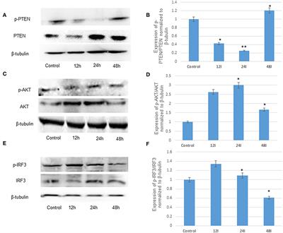 Modulation of Type-I Interferon Response by hsa-miR-374b-5p During Japanese Encephalitis Virus Infection in Human Microglial Cells